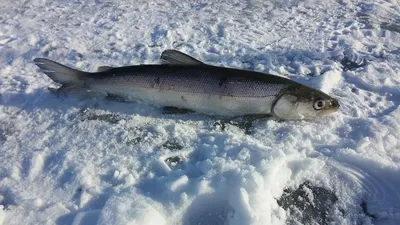 Нельма копченая, кг — Сеть магазинов качественных морепродуктов Icefish.kz  в Алматы