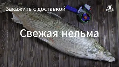 Нельма 5-8 кг.