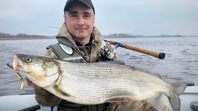 Царская\" рыба нельма поступила в наши киоски! 🐟🐟🐟 Успевайте прибрести! -  Отборные деликатесы Севера: мясные и колбасные продукты🥩, рыбная… |  Instagram