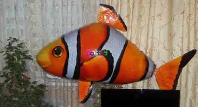 оранжевая рыба с широкими плавниками на черном фоне, картинка рыбы немо,  рыбы, Немо фон картинки и Фото для бесплатной загрузки