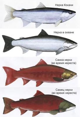 Какая рыба самая \"красная\" из \"красных\" ? | Морепродукты, рыба и раки | Дзен