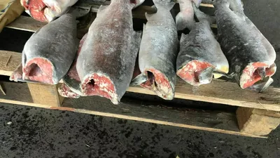 Нерка: несколько фактов из жизни красной рыбы семейства лососевых | Пикабу