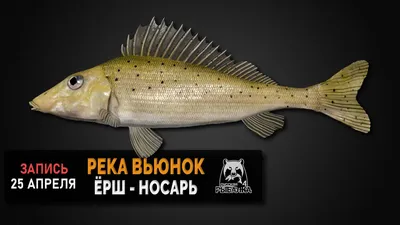 Ерш-носарь (Gymnocephalus acerina) | FishingBY.com