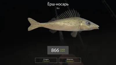 Ёрш-носарь - Е - Реальная русская рыбалка на 1505 рыб - World of Fishers