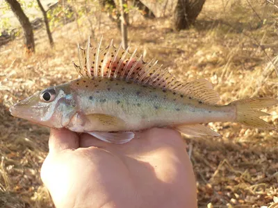 Куплю рыбу ёрш-носарь он же донской ёрш, или бирючок (Gymnocephalus  acerinus) | Страница 2 | Русфишинг! Центральный Форум Рыбаков!