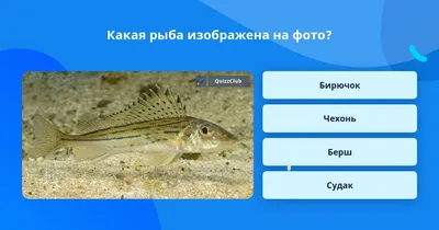 Ёрш: Губит поголовье окуней, но даёт с ними особенное гибридное потомство.  На что способен такой гибрид? - ЯПлакалъ