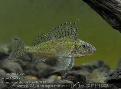 Куплю рыбу ёрш-носарь он же донской ёрш, или бирючок (Gymnocephalus  acerinus) | Русфишинг! Центральный Форум Рыбаков!