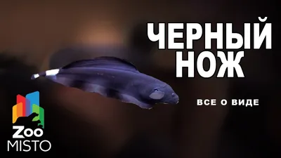 ТОП-5 ножей для разделки рыбы | fish2o | производитель премиум лосося | Дзен