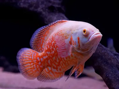 Астронотус тигровый Astronotus ocellatus tiger 12-13 см ( Цихлида-оскар,  Астронотус глазчатый ) (ID#1393082301), цена: 250 ₴, купить на Prom.ua