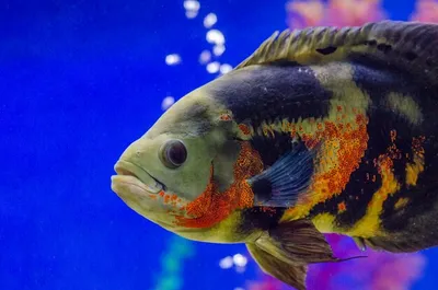 Оскар рыба astronotus ocellatus тропическая пресноводная рыба в аквариуме  тигр оскар | Премиум Фото