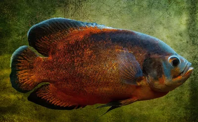 Астронотус / Astronotus ocellatus - «Скучная рыба), но красивая» | отзывы