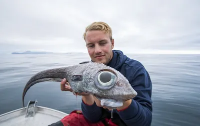 Оскар рыба astronotus ocellatus тропическая пресноводная рыба в аквариуме  тигр оскар | Премиум Фото