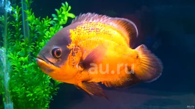 Астронотус-оскар альбинос (Astronotus ocellatus var. albino) |  Aquarium-Style