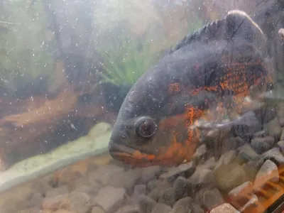 Купить Астронотуса-оскара красного (Astronotus ocellatus Red) в Челябинске