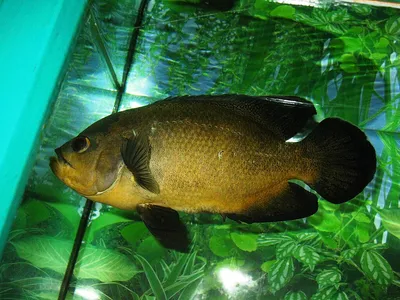 Астронотус / Astronotus ocellatus - «Скучная рыба), но красивая» | отзывы