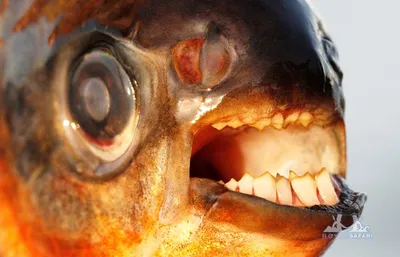 Омич ужаснулся улову: на крючок попалась рыба с человеческими зубами —  СуперОмск