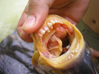 В Киеве рыбак выловил рыбу паку с человеческими зубами, фото | Стайлер