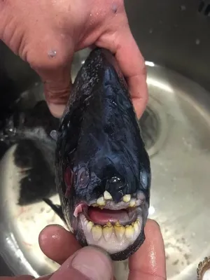 Интересный факт. Рыба с зубами человека | Нас окружают факты | Дзен