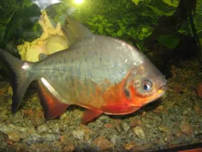 Рыба паку и страх кастрации | Пикабу