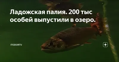 В России могут начать разводить самую полезную в мире рыбу - Рамблер/новости