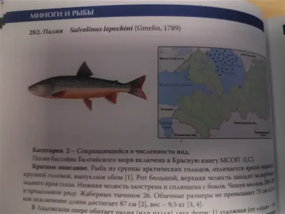 Семейство Лососевые. Salmonidae