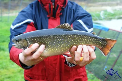 Salvelinus fontinalis (Американская палия) | ВСЕ О ПРЕСНОВОДНЫХ РЫБАХ