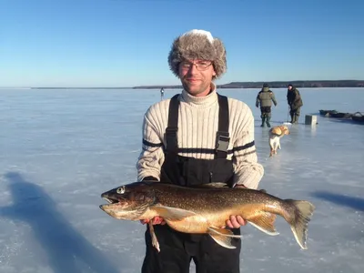 Боганидский голец признан самой полезной рыбой | fishcom.online