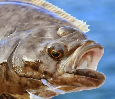 Рыба палтус: интересные факты о животном