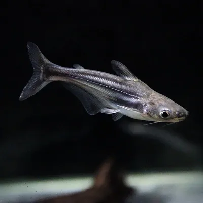 Пангасиус - Pangasius hypophthalmus (S)