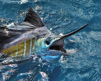 Рыба-парусник – самая быстрая в океане | PetZona - канал о животных | Дзен