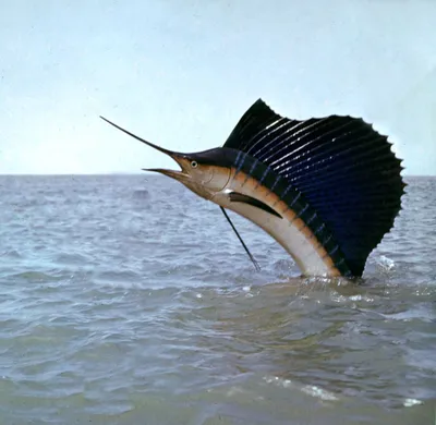 Трехметровый парусник. 5 фактов про самую быструю и очень красивую рыбу |  Популярная наука | Дзен