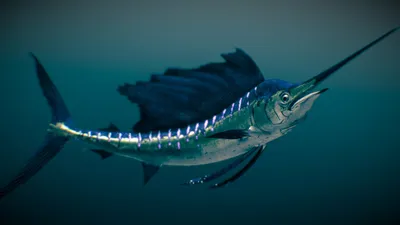 Рыба парусник – живой биоробот с фантастическими способностями | ВКонтакте