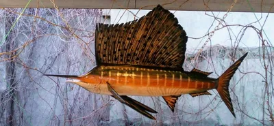 Пойманная рыба оказалась больше самого рыболова: Достижения: Из жизни:  Lenta.ru
