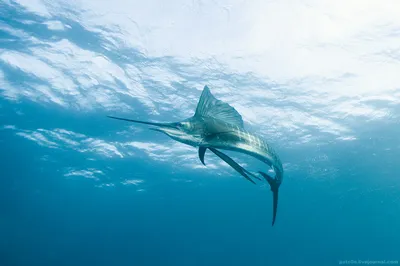 Рыба Парусник ! #spearfishing | Instagram
