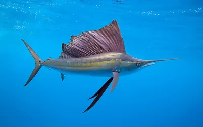 Рыба парусник | Пикабу