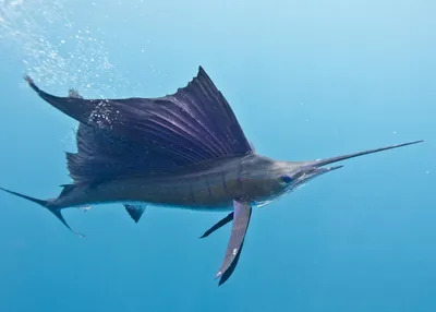 Рыба парусник. 5 интересных фактов о самой быстрой рыбе в мире, о которых  мало кто знает | Больше, чем училка | Дзен