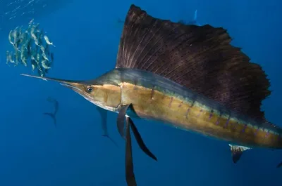 ВНИРО: редкий тропический вид рыбы парусник нашли учёные у берегов  Курильских островов - Рамблер/новости