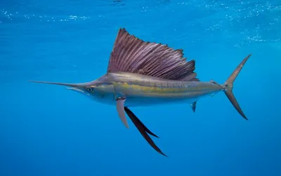 Парусник - самая быстрая рыба в мире