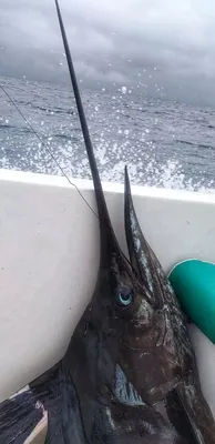 Парусник - самая быстроплавающая рыба в мире | Пикабу