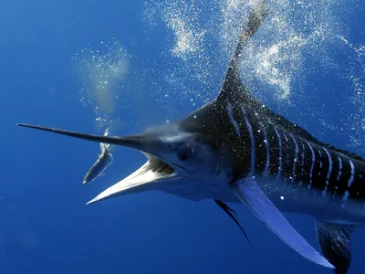 Рыба-парусник – самая быстрая в океане | PetZona - канал о животных | Дзен