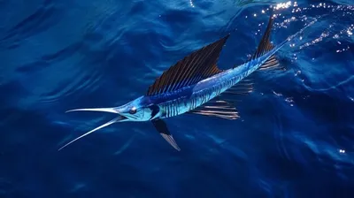 Коста-Рика » Парусник (Sailfish, Istiophorus platypterus)