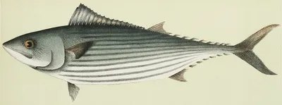 Сырые рыбы, пеламида, на белизне Стоковое Изображение - изображение  насчитывающей питание, сырцово: 62370495