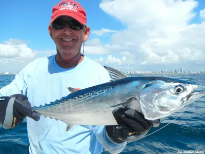 Сырые рыбы, пеламида и Yellowtail, изолированные на белизне Стоковое Фото -  изображение насчитывающей задвижка, еда: 62367060