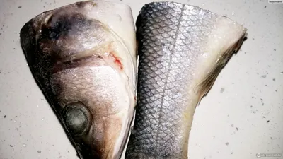 🚩 Пеламида: что за рыба, образ жизни и описание вида с фото