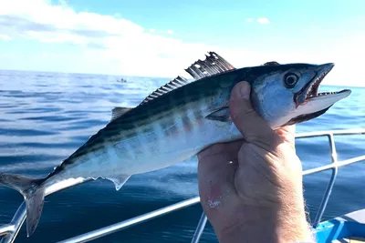 Рыбный день и пеламида. 🐟... - Музей Рыбы и Рыболовства | Facebook