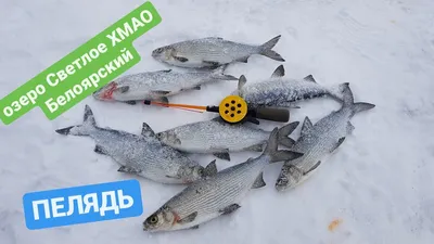 Пелядь ловля зимой. Whitefish fishing in winter #пелядь #рыбалкавсибири -  YouTube