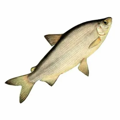 Пелядь (сырок): польза, вкус и калорийность рыбы