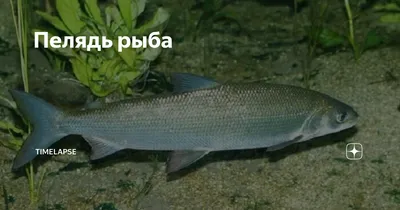 Рыба СЫРОК (пелядь) холодного копчения — купить в Красноярске. Икра, рыба,  морепродукты на интернет-аукционе Au.ru