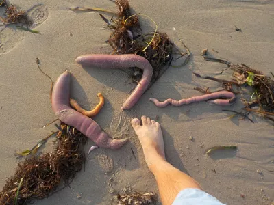Рыба-пенис» заполонила берега Рио-Гранде, что вызвало ажиотаж среди  местного населения