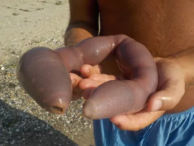 На побережье Аргентины выбросило тысячи рыб-пенисов — Нож